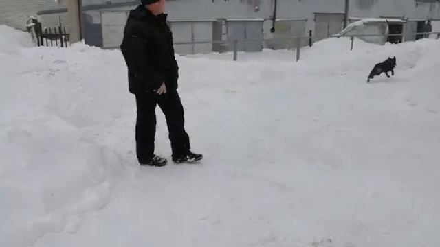 Один из способов научить собаку команде "ГОЛОС".