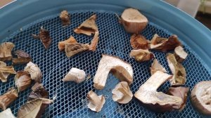 Как легко и быстро высушить грибы