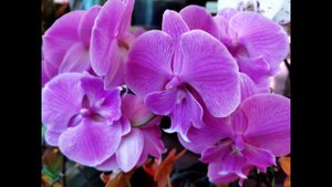 ОРХИДЕИ МОЁ ВСЁ 🥰