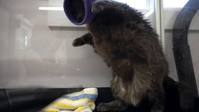 The Mike Tyson of cats смотреть онлайн