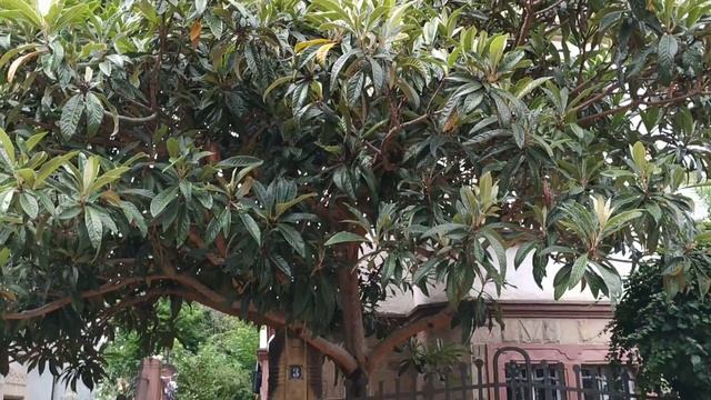 Another biggish Loquat (Eriobotrya japonica) Tree in Heidelberg смотреть онлайн