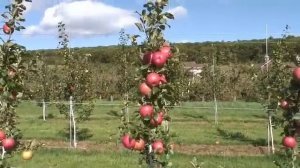 UMass Fruit Advisor: Sep 12, 2007-2nd leaf Honeycrisp on B.9