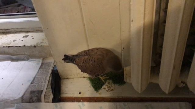 Пустельга, чеглок и перепелятник. Всяк сверчок знает свой шесток!) смотреть онлайн