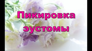 ПИКИРОВКА ЭУСТОМЫ