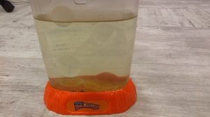 Морские обезьянки. Возрождение