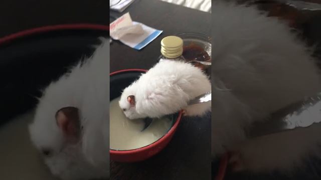 Белый Сирийский Хомяк / Кушает манную кашу смотреть онлайн