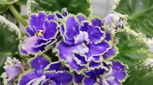 Фиалка НД-Босфор Восточный