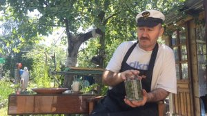 Полезный сироп из сосновых шишек с сахаром