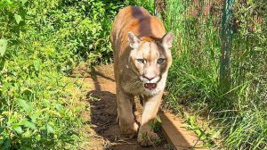 ПУМА НАЛА НЕ ХОЧЕТ ДРУЖИТЬ С ПУМЫЧЕМ / Крысы играют с кошкой