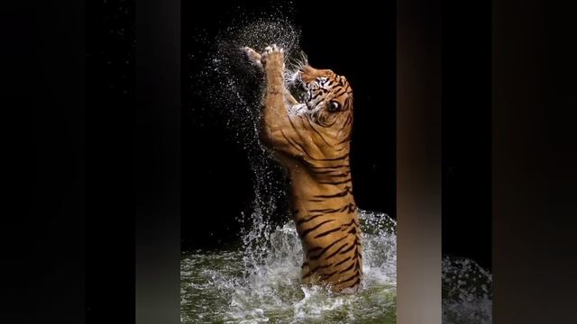 how to drowing arts pinterest SHORTS #shorts #drawing #pinterest смотреть онлайн