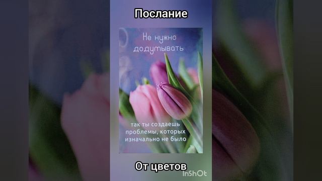 послание от цветов#предсказание