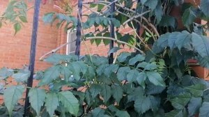 Кампсис - цветущая лиана. 2022