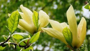 KWITNĄCY  MAJ  -   MAGNOLIA  "YELLOW  LANTERN" (ŻÓŁTA)