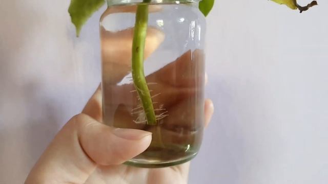 #56 - Pilea cadierei propagation | Alumunium Plant