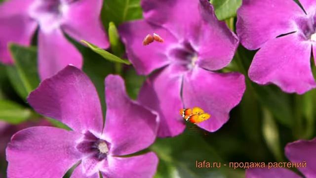 Барвинок малый Атропурпуреа (atropurpurea) ? обзор: как сажать, саженцы барвинка Атропурпуреа