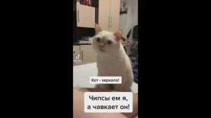 Смешные котики. Часть 5