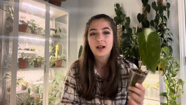 Ranking My Anthurium from MOST to LEAST Difficult! смотреть онлайн