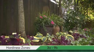 Proven Winners® Gardener Channel: Proven Winners® 'Autumn Frost' Hosta