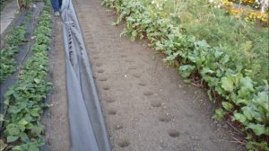 Посадка клубники под черный спанбонд  Год второй