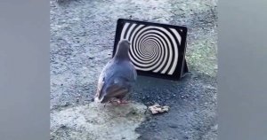 Смешные приколы #38