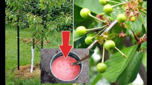 Обработайте этим вишню в июне после цветения для супер урожая! Чем обработать вишню от вредителей?