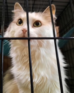 Обзор на кошачий приют для животных Подмосковья для кошек котов и котят в Москве, экскурсия по этажу