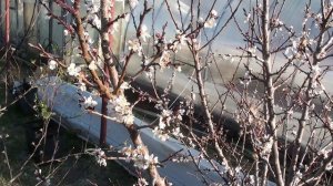 Абрикос цветёт в Красноярске.mp4