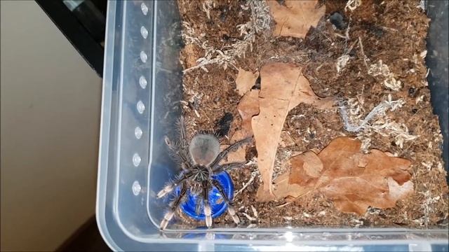 Theraphosa Stirmi sling set up and care sheet смотреть онлайн