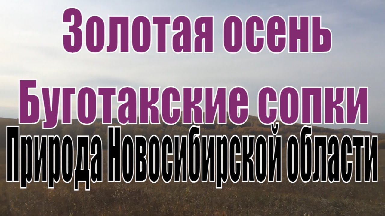 Золотая осень. Природа Новосибирской области. Осенний пейзаж лес и Буготакские сопки.