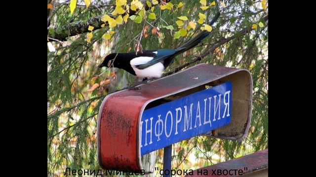 Сорока на хвосте принесла. Хвост сороки. Сорока новости на хвосте принесла. Птичка на хвосте принесла.