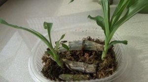 Как спасти  орхидею морковку  если от её бульбы остался  только фрагмент  без корней