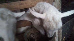 Кормление коз. Зааненские козы.