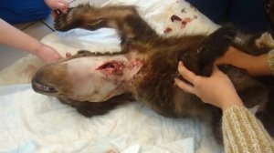 Обработали и зашили рану