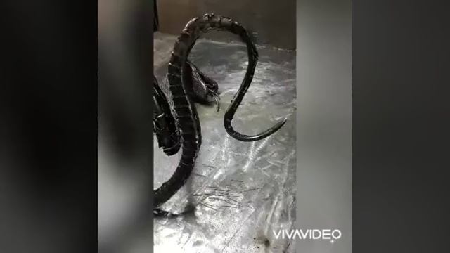 скульптур из металла змея кобра мастер-класс отабек смотреть онлайн