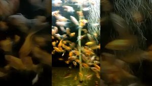 Токмак. Аквариумные рыбы. Вуалехвост малек