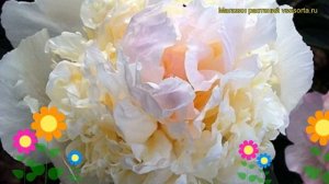 Пион молочноцветковый Вог. Краткий обзор, описание характеристик paeonia lactiflora Vogue