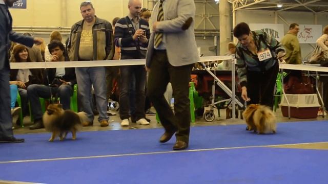 FCI-CACIB "Золотые Ворота 2014" 26.04.2014, Киев-Украина смотреть онлайн