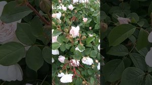 Desdemona. Ещё одна розочка Дэвида Остина в нашем саду.