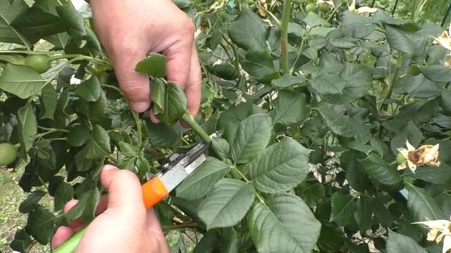 Как обрезать розу после цветения летом для пышного цветения.
