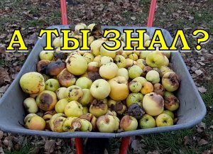 Куда девать ОПАВШИЕ ЯБЛОКИ?! Утилизируем падалицу с пользой для огорода? ? ?