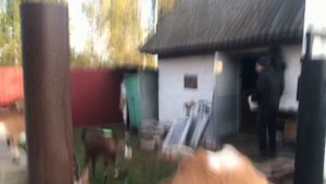 Любовь на стройке. Добавим немного пикантности. У меня появился помощник. Утренняя дойка кулаком!