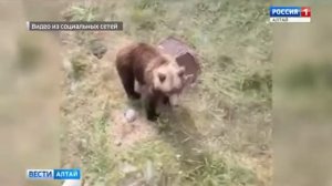 Мидведи выходят к людям!!!!