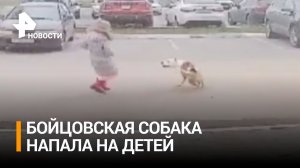 Бойцовская собака напала на двух детей в Калуге. Прокуратура взяла дело под контроль / РЕН Новости