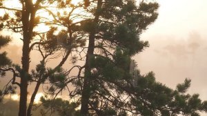 Volkova - Live @ Mystical Swamp [Progressive House DJ Mix]