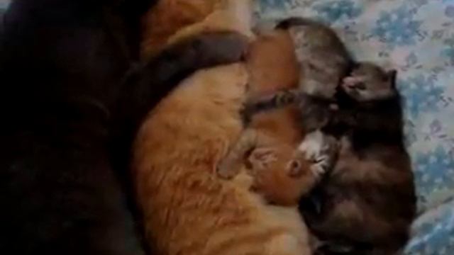 Семейка усатых и полосатых смотреть онлайн