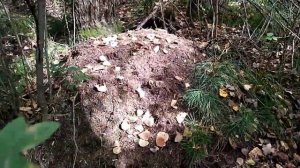 ПОХОД ЗА ГРИБАМИ В КЕМЕРОВСКОЙ ОБЛАСТИ. ТИХАЯ ОХОТА. ВСТРЕТИЛИ ЛОВУШКУ НА РЯБЧИКОВ. МАСЛЯТА И БЕЛЫЕ