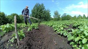 Огород Картофель Сорняки и борьба с ними // Жизнь в деревне