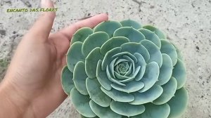 SUCULENTA ECHEVERIA ELEGANS OU BOLA DE NEVE MEXICANA!