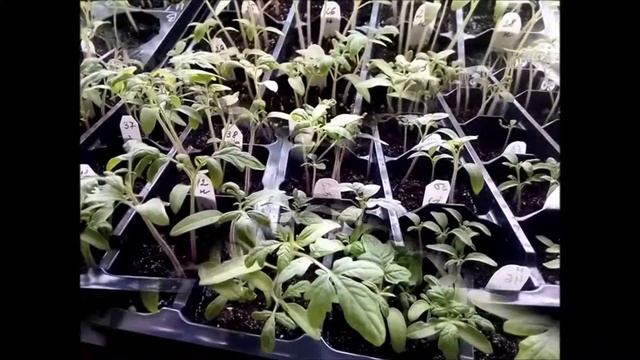 Рассада томатов /от всходов до пикировки /обзор смотреть онлайн