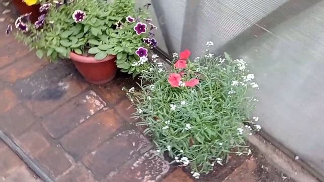 обновляем кусты у петуний 🌺 смотреть онлайн